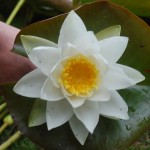Fleur du nénuphar - photo: Centre Nature