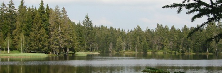 gruère gruère