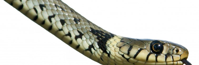 tête_serpent tête_serpent