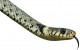 tête_serpent tête_serpent